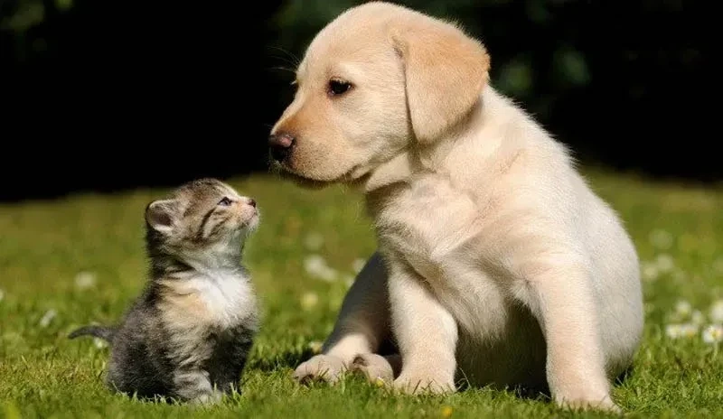 Avatar chó mèo cute mang đến cảm giác vui nhộn và gần gũi