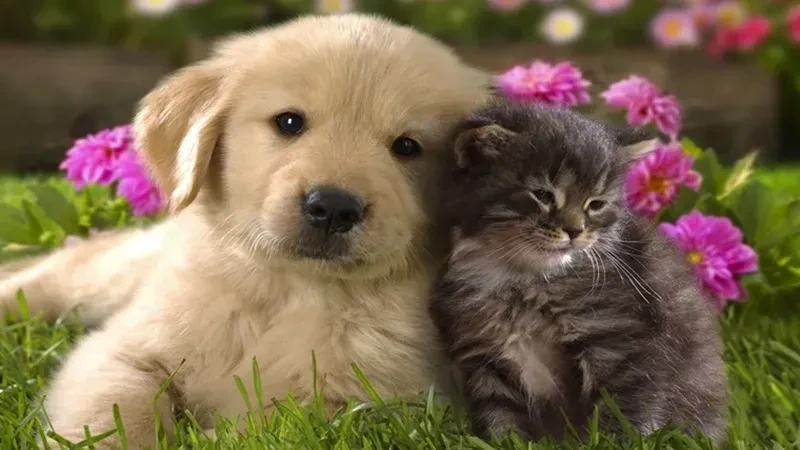 Ava mèo cute làm nổi bật vẻ dễ thương và ngộ nghĩnh của chú mèo