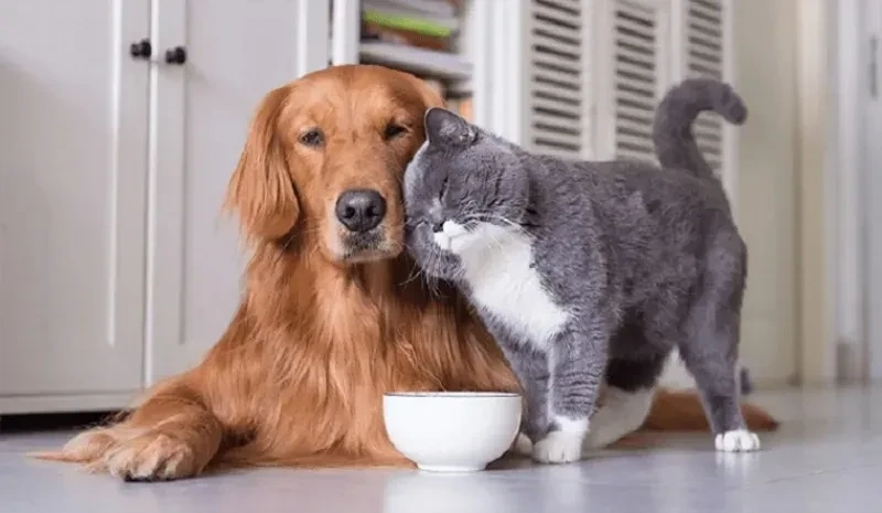Ava mèo đôi thể hiện tình cảm gắn bó giữa hai chú mèo dễ thương