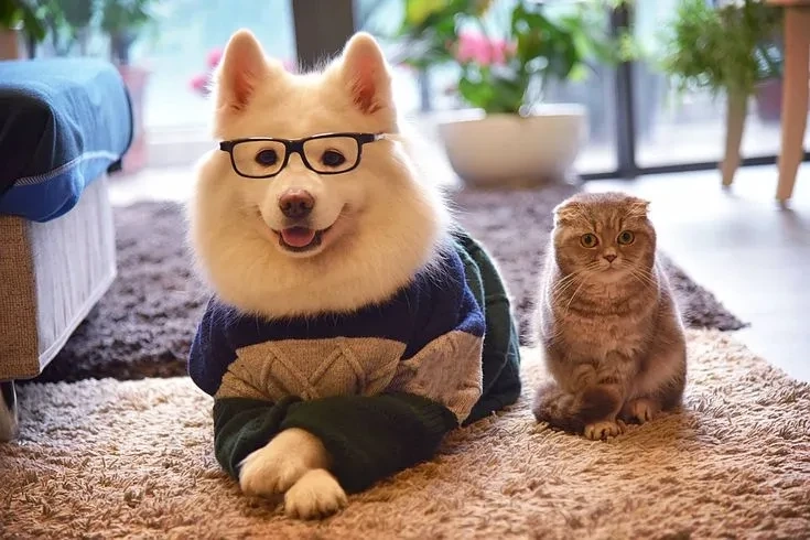Avatar con mèo cute tạo hình ảnh tinh nghịch và đáng yêu của mèo nhỏ
