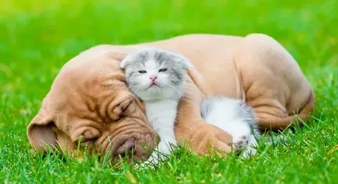 Avatar hình con mèo thể hiện sự ngộ nghĩnh và gần gũi với thú cưng