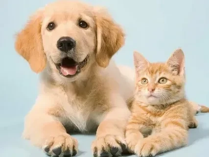 Avatar hình mèo mang đến cảm giác thân thiện và đáng yêu của chú mèo