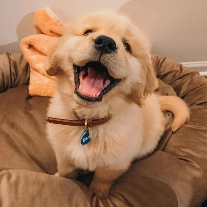 Avatar chó cute mang đến hình ảnh dễ thương và gần gũi với thú cưng