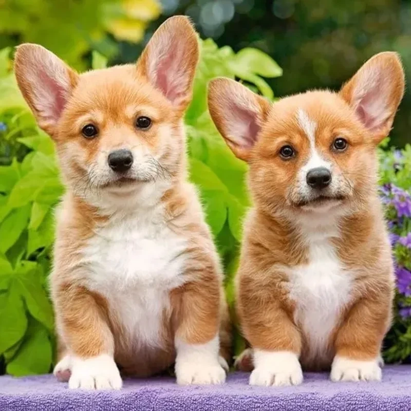 Avt con chó tạo không gian đáng yêu và thân thiện với hình ảnh thú cưng