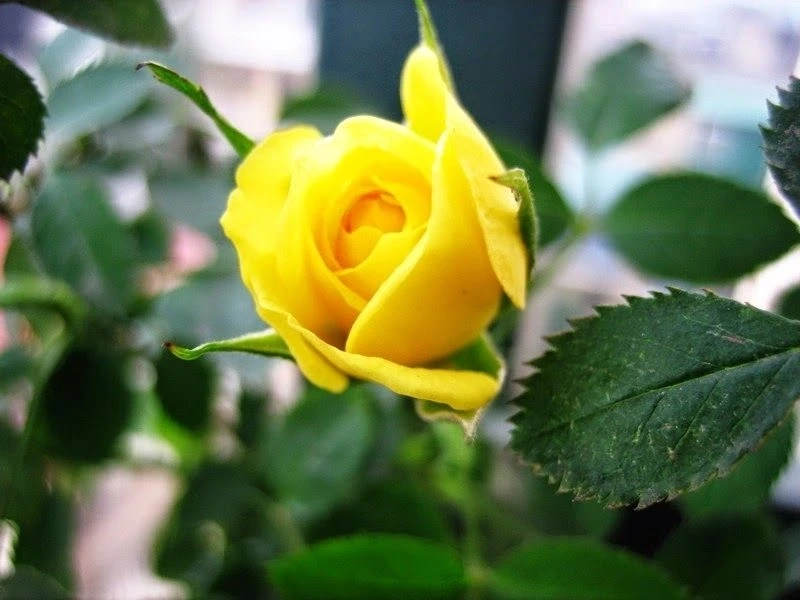 Ảnh đại diện hoa hồng đẹp thể hiện sự tinh tế và sang trọng