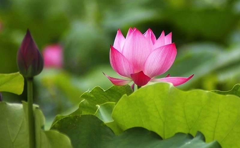 Ảnh đại diện hoa sen buồn mang cảm giác lặng lẽ và sâu lắng