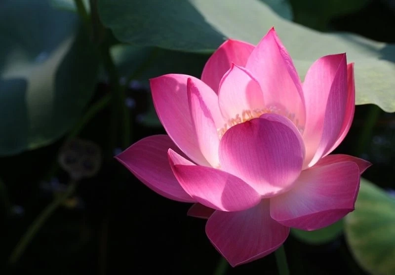 Hoa hướng dương làm ảnh đại diện mang đến sự tươi sáng và ấm áp