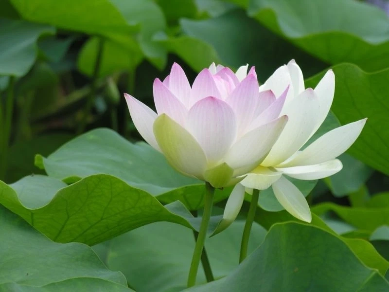 Ảnh đại diện hoa cúc trắng mang sự nhẹ nhàng và tinh tế tuyệt vời