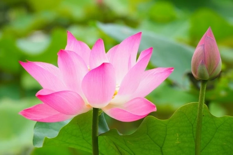 Ảnh đại diện hoa bỉ ngạn thể hiện sự huyền bí và nét đẹp độc đáo