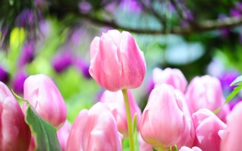 Hình nền hoa tulip mang lại cảm giác tươi mới và đầy sức sống
