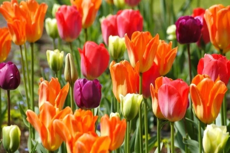 Hình nền hoa tulip chill với phong cách nhẹ nhàng và thư giãn