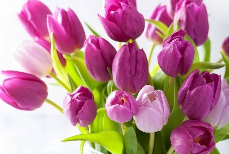 Hoa tulip hình nền thể hiện sự tươi tắn và nét đẹp tự nhiên