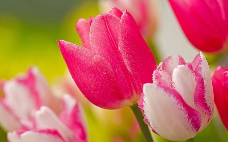 Hình nền hoa tulip cho máy tính mang đến cảm giác dễ chịu và cuốn hút