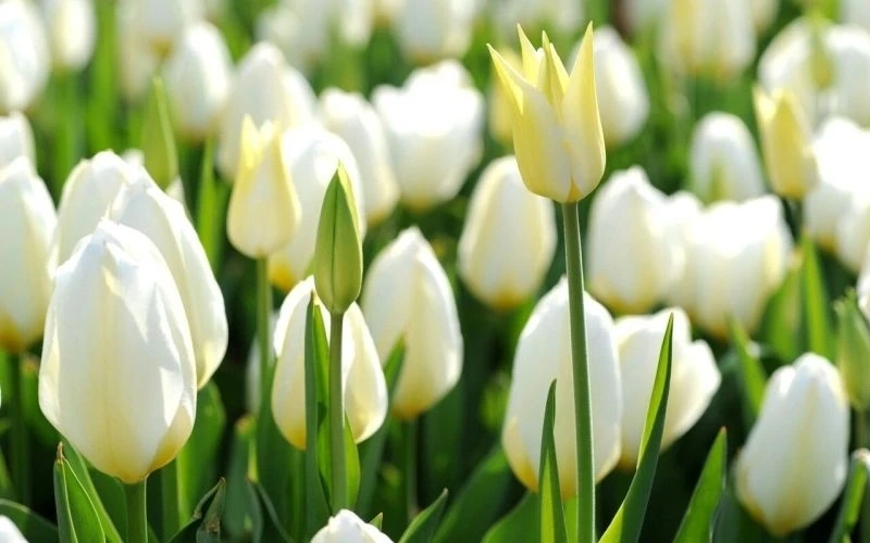 Hình nền hoa tulip cho điện thoại với thiết kế sắc nét và ấn tượng