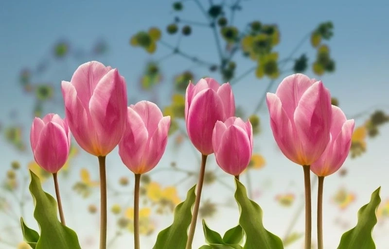 Hình nền hoa tulip vàng thể hiện sự rực rỡ và vui tươi tuyệt vời