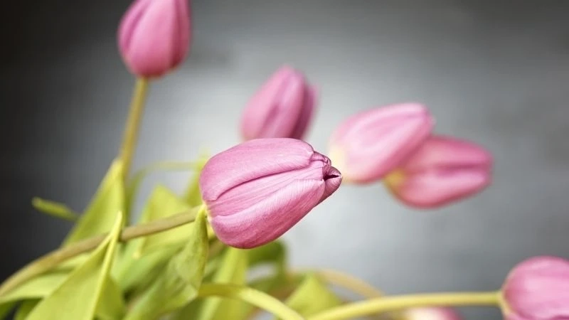 Hình nền hoa tulip xanh mang đến cảm giác mát mẻ và dễ chịu