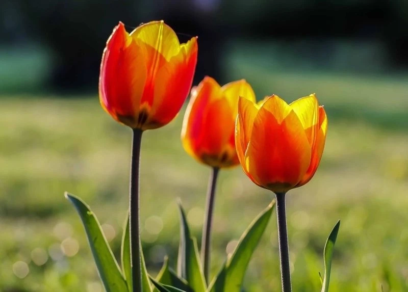 Hình nền hoa tulip trắng thể hiện sự thuần khiết và nhẹ nhàng