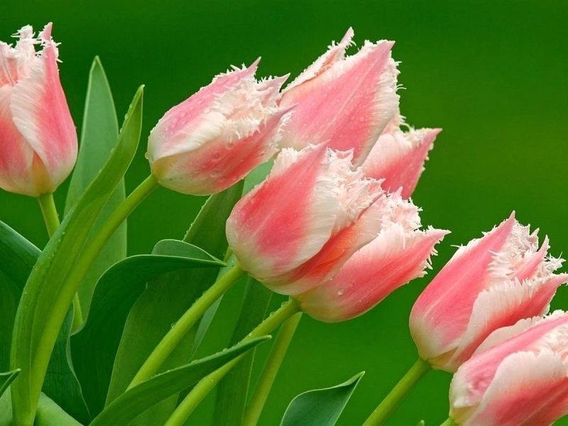 Hình nền hoa tulip hồng với sắc màu tươi sáng và đầy sức sống