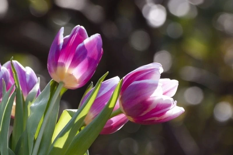 Hình nền hoa tulip Pinterest mang đến sự sáng tạo và độc đáo tuyệt vời