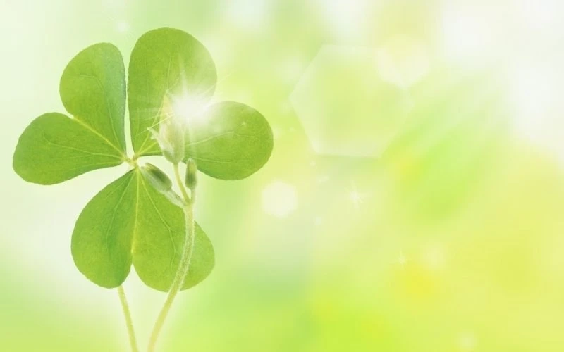 Hình nền cỏ 4 lá may mắn avatar đẹp tạo nên không gian tràn đầy may mắn