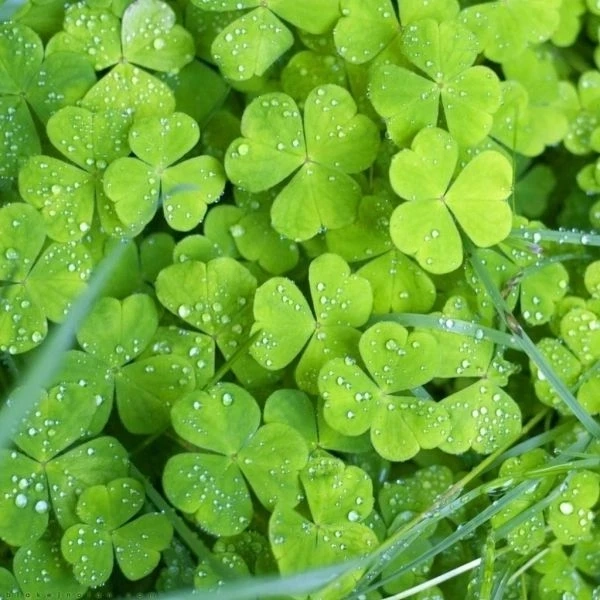 Cỏ 4 lá may mắn avatar giúp thể hiện sự may mắn và hy vọng thành công