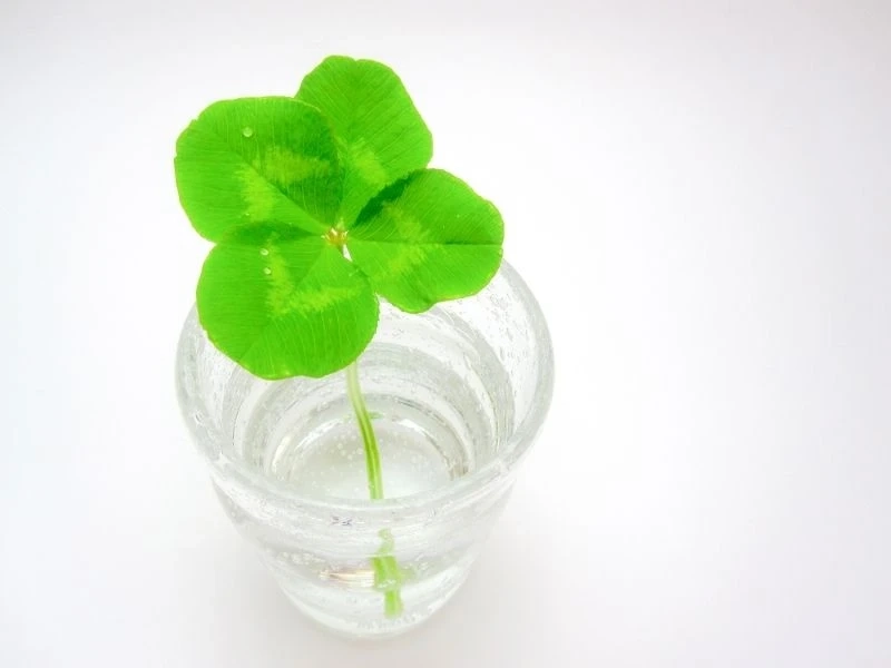 Hình ảnh cỏ 4 lá may mắn avatar đẹp tạo cảm giác an lành và hy vọng