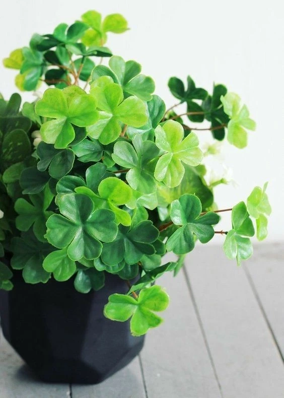 Hình nền may mắn cute giúp tạo động lực và niềm tin trong mọi công việc