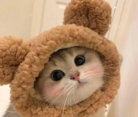 Hài hước meme gấu trúc troll face tạo tiếng cười qua biểu cảm sáng tạo