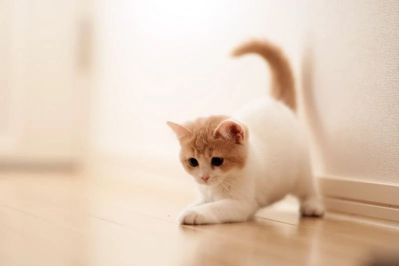 Avatar cute mèo mang đến vẻ đáng yêu, thu hút mọi ánh nhìn