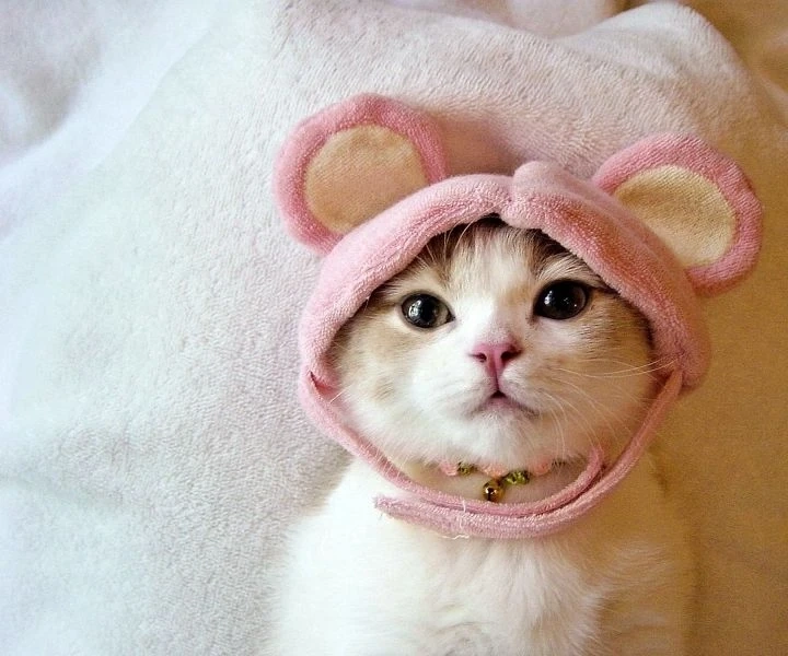 Avatar ngộ nghĩnh ảnh mèo cute tạo điểm nhấn dễ thương cho bạn