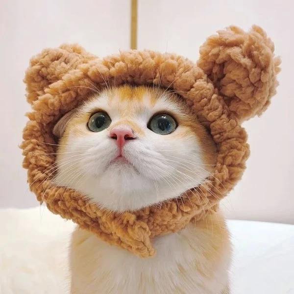 Avatar ảnh mèo cute mang lại cảm giác dễ thương và vui nhộn