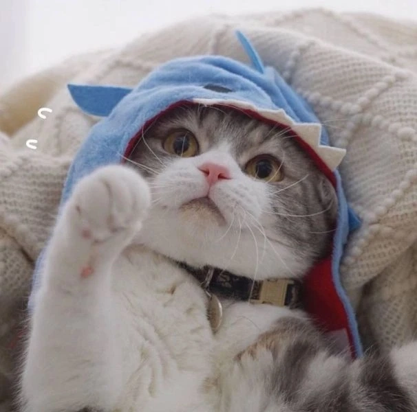 Avt cute mèo thể hiện sự ngộ nghĩnh và dễ mến cho hình đại diện