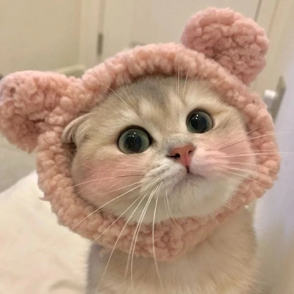 Dễ thương avatar cute mèo làm nổi bật sự đáng yêu cho bạn