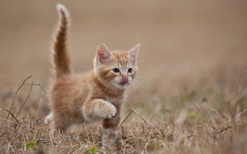 Hình avatar cute mèo tạo không gian vui vẻ, dễ thương