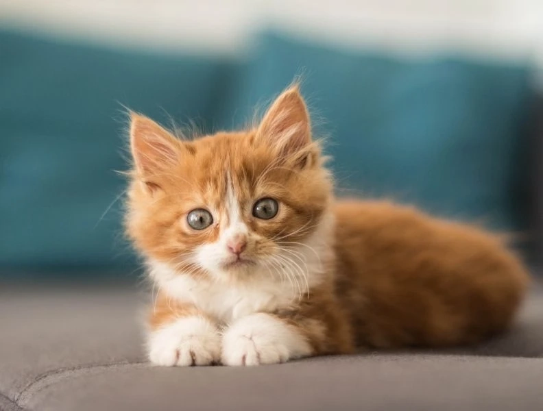 Hình avatar mèo cute dễ thương và thu hút mọi ánh nhìn