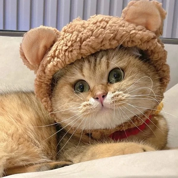 Ảnh đại diện mèo cute mang đến vẻ dễ thương cho trang cá nhân