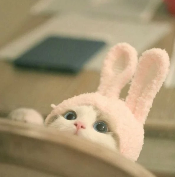 Hình đại diện mèo cute tạo ấn tượng với sự dễ thương, ngọt ngào