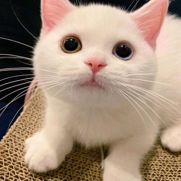 Ảnh đại diện con mèo cute tạo không gian vui vẻ, dễ thương