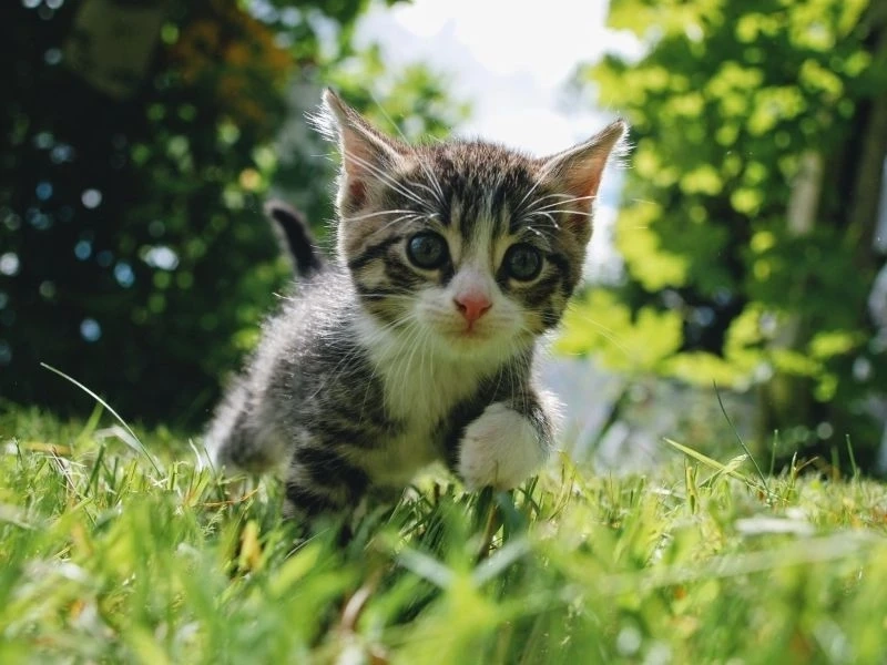 Ảnh đại diện cute mèo thu hút sự chú ý với vẻ đáng yêu