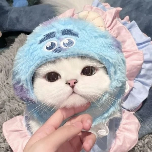 Ảnh avatar mèo dễ thương thu hút ánh nhìn với sự ngọt ngào