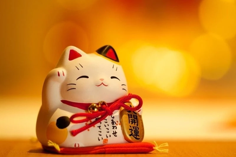 Ảnh mèo để avatar tạo điểm nhấn đáng yêu cho trang cá nhân