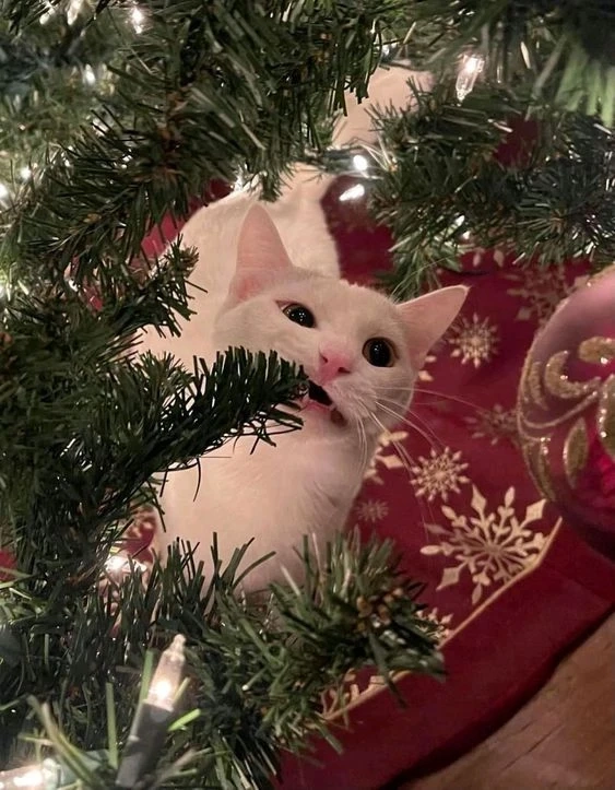 Hình nền giáng sinh cute mang lại không khí lễ hội ấm áp và vui tươi