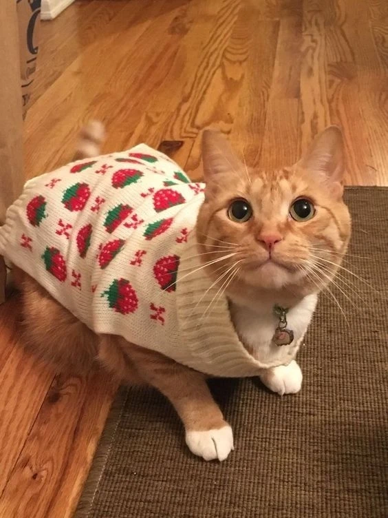 Hình nền cute noel mang sắc màu tươi sáng và đầy ý nghĩa trong mùa lễ hội