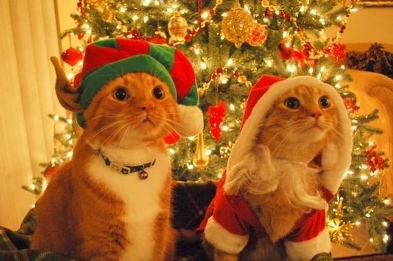 Hình nền máy tính giáng sinh cute giúp làm mới không gian làm việc của bạn