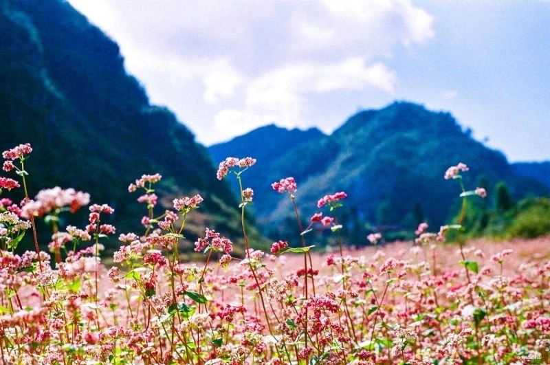 Hình nền chill phong cảnh mang lại cảm giác thư giãn và tĩnh lặng