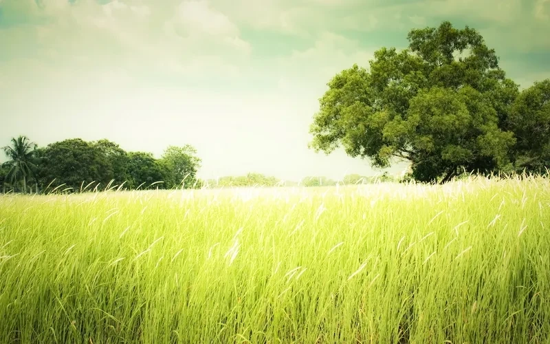 Avatar đẹp thiên nhiên thể hiện vẻ đẹp hùng vĩ và thơ mộng của tự nhiên
