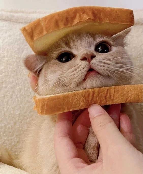 Avatar đôi vô tri cute mang đến vẻ ngọt ngào và dễ thương