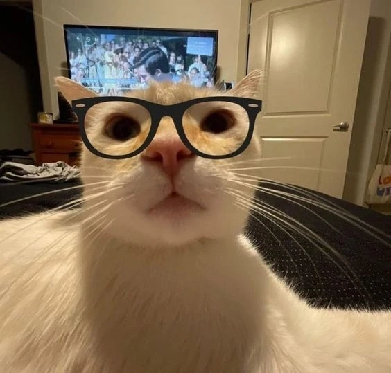 Avatar vô tri cute mèo thể hiện sự đáng yêu và hài hước