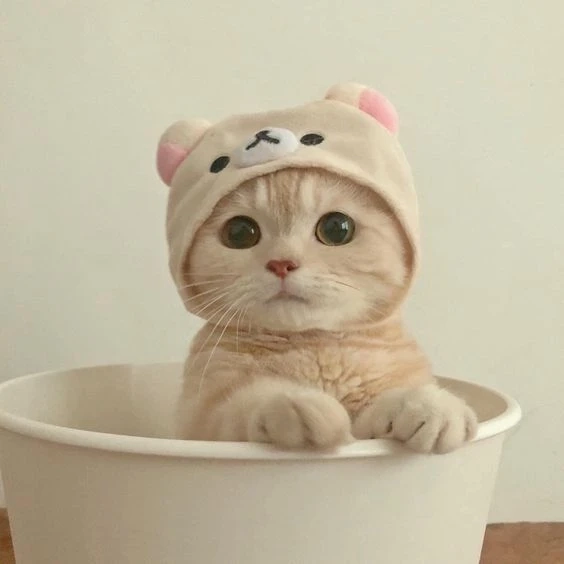 Dễ thương avatar mèo vô tri mang lại cảm giác ngộ nghĩnh và dễ mến