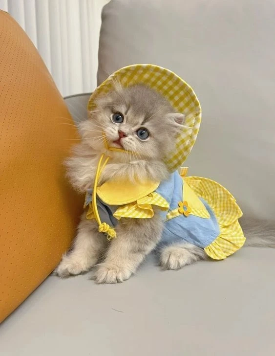 Avatar vô tri hài hước cute tạo cảm giác dễ thương và vui vẻ